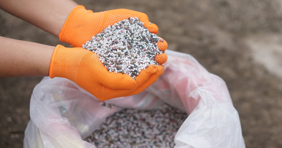Fertilizer prices squeeze corn farmers as planting season starts