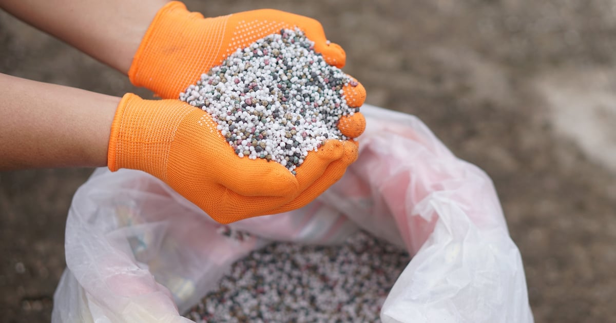 Fertilizer prices squeeze corn farmers as planting season starts