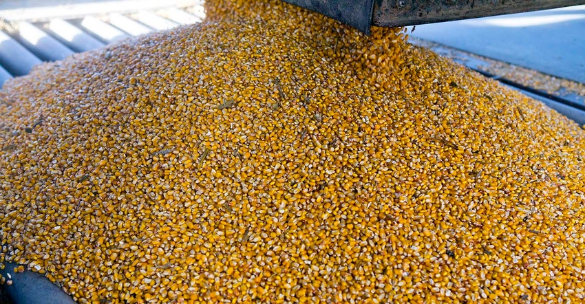 Corn dumping into a pit at grain elevator