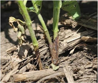 gall-midge-damage-soybean-stem.jpg