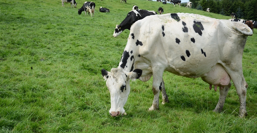 grazing Holstein cows