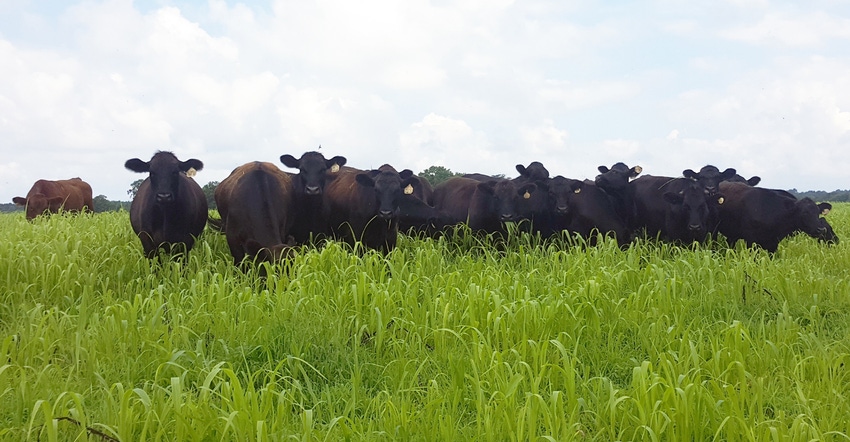 cattle grazing in cover crops