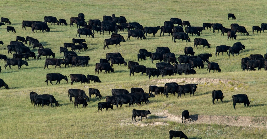 Black angus cattle herd on prairie