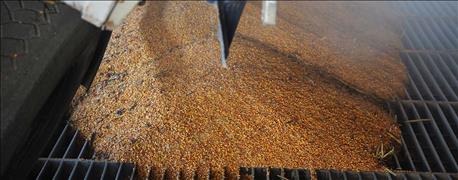 usda_exports_old_crop_sales_drop_corn_soy_wheat_1_635950097274435281.jpg