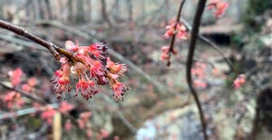 red-maple-bloom-spring-alabama-bearden-a.jpg