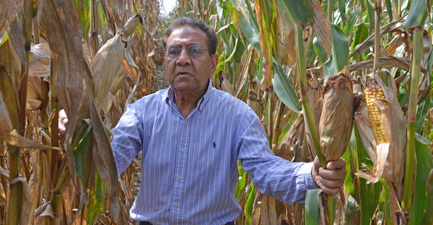 Dave Nanda standing in corn field Dave Nanda standing in corn field