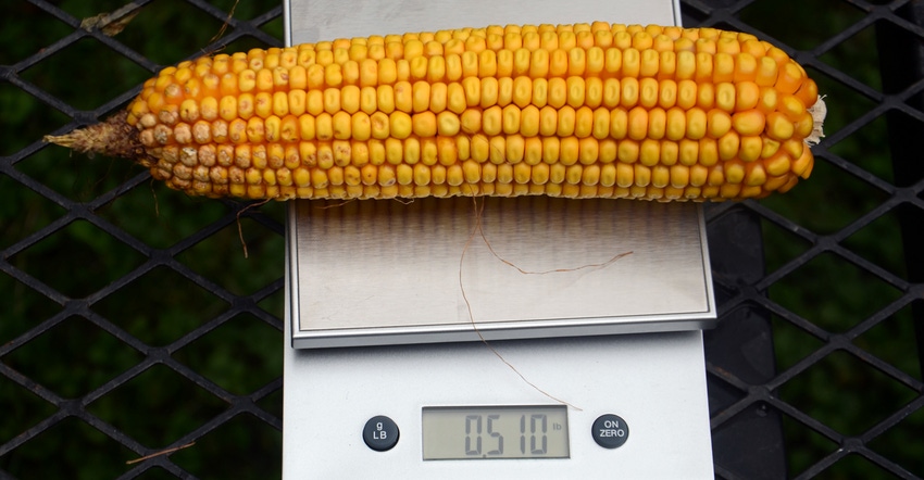 ear of corn on scale