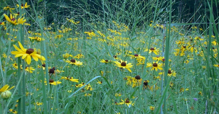 Sweet coneflowers and switchgrass