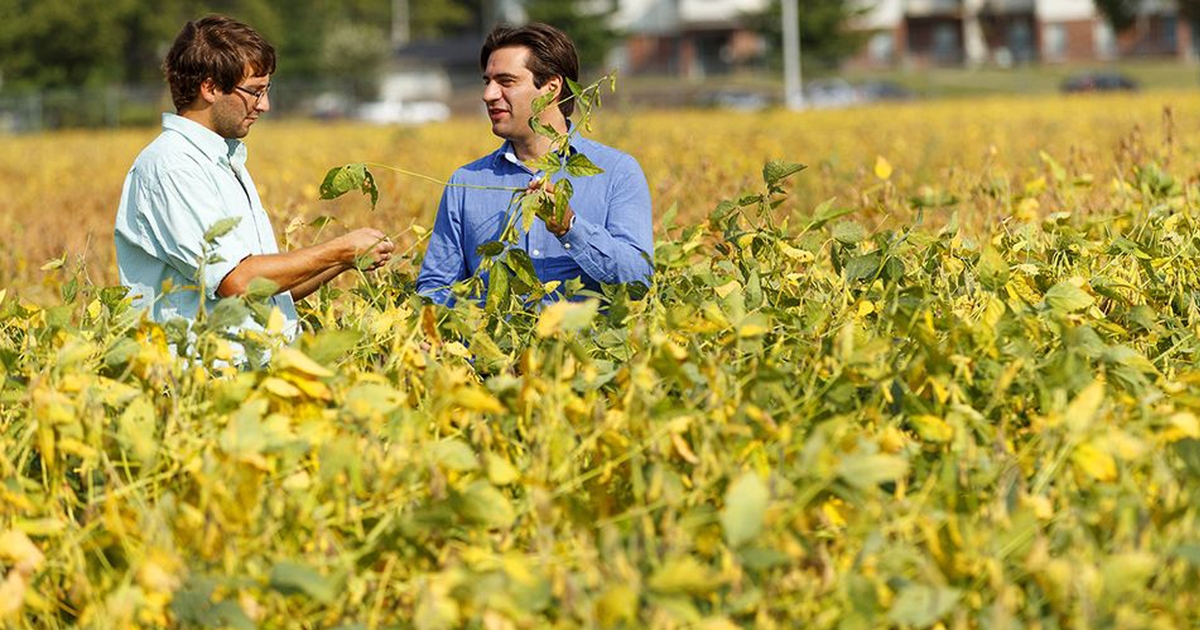 UNL research unearths benefits, limits of fertilizing soybeans