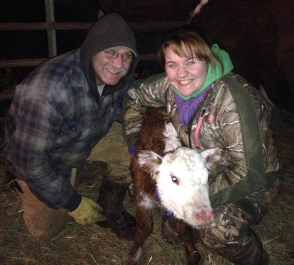 Terry and Lillian Hayhurst deliver a baby Hereford calf