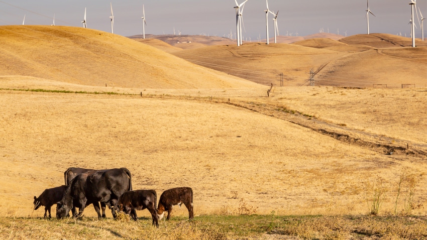 Cows in field with wind farm in background