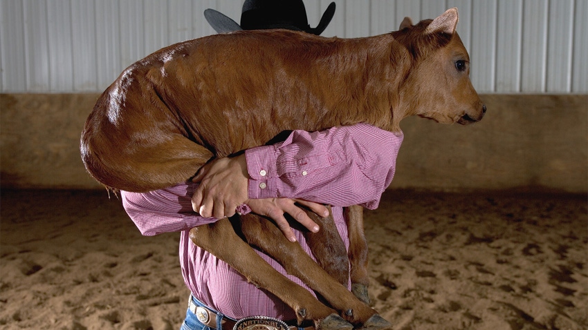 A cowboy holding a calf in front of his face