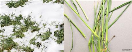 spring_snowstorm_freeze_damage_wheat_panhandle_1_635672081639622617.jpg