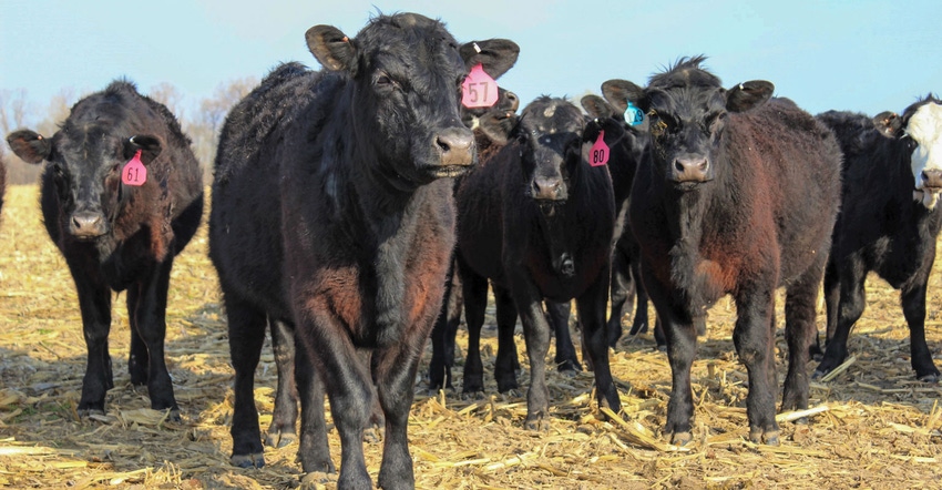 Close-up of a herd of beef steer