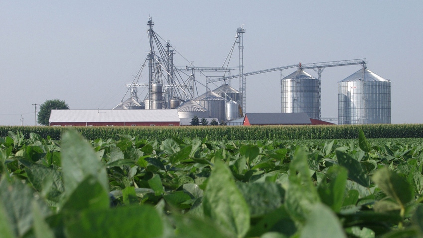 soybean field in the foreground with a cornfield and farm with large grain setup in the background