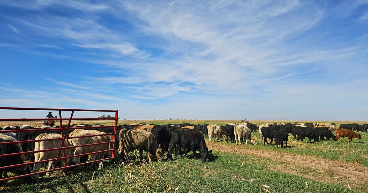 Drought slows herd expansion, beef prices remain high
