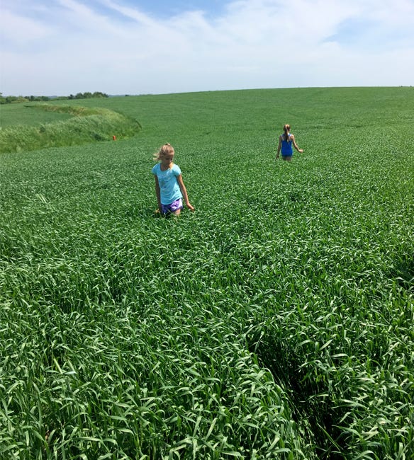 Adam Kramer’s daughters, Haily and Harper, check on the wheat crop last summer