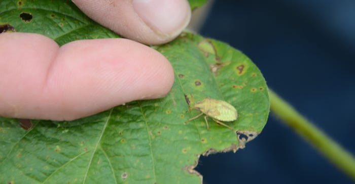 Green stinkbugs om soybean leaf 
