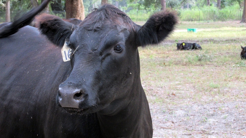 Cow close up with calf in background Cow close up with calf in background
