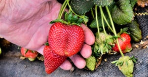 strawberries-agrilife.jpg