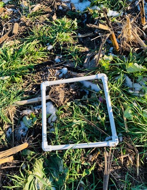 closeup of cover crops with  plastic square tubing frame highlighting cover crops in field