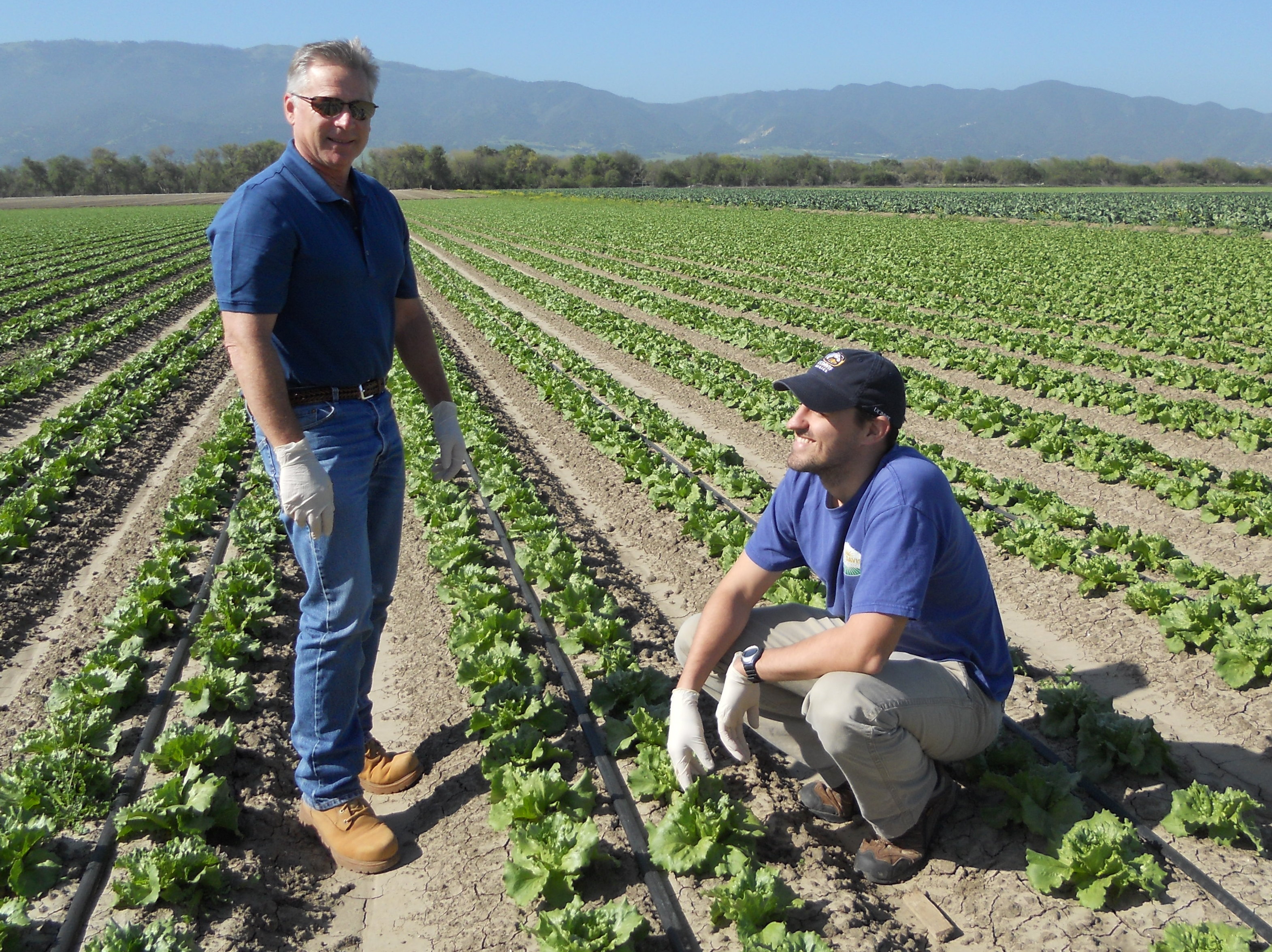 Outlook brightens for leafy greens industry Farm Progress