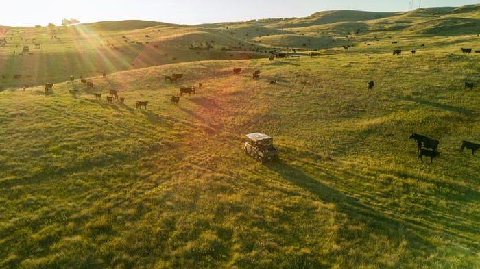 Bison herds grazing an open prairie
