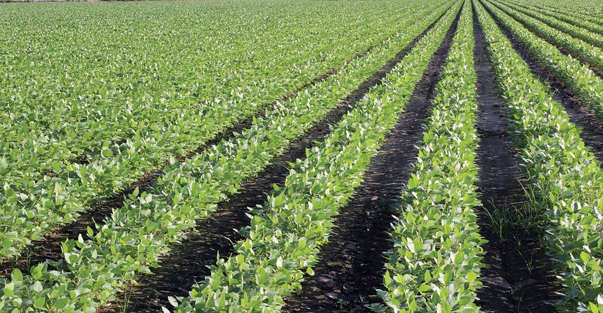 dfp-brad-robb-soybean-rows1.jpg dfp-brad-robb-soybean-rows1.jpg