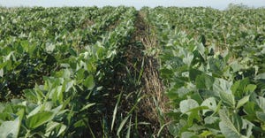 soybean field planted with cover crops