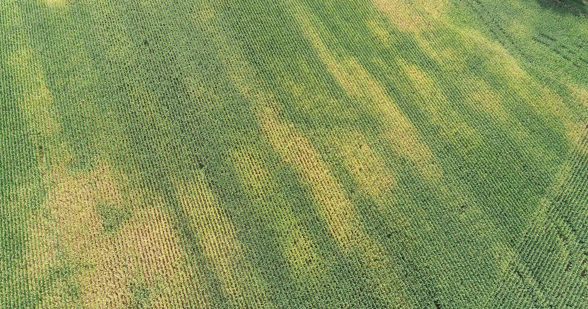 Aerial view uncovers unusual pattern in field