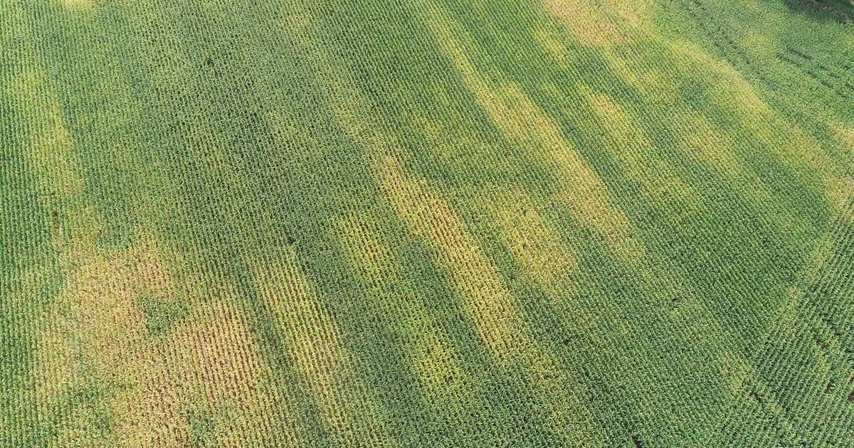 Field Pattern Defects Aerial view uncovers unusual pattern in field