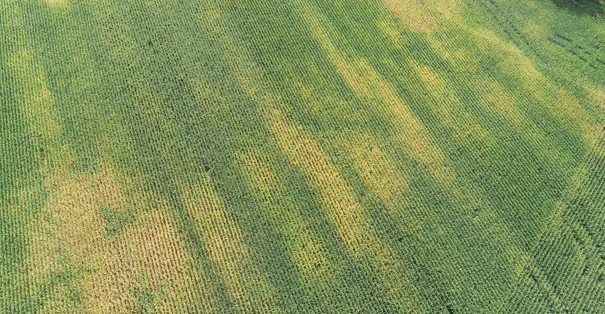 aerial view of different color streaks in cornfield