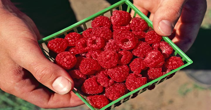 First ever UC caneberry production manual published | Farm Progress