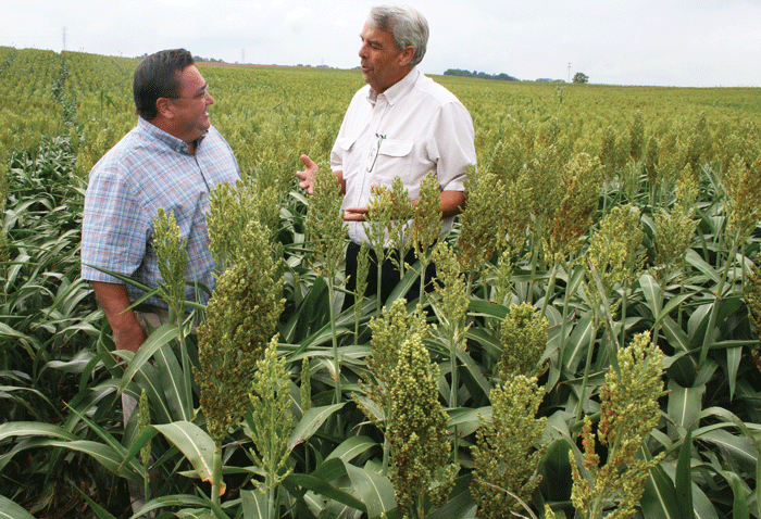 Grain Sorghum A Good Fit For North Carolina Grower | Farm Progress