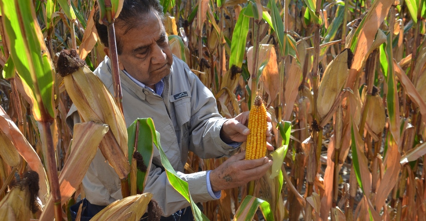 Dave Nanda standing in cornfield holding ear of corn