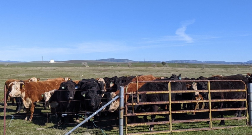 WFP-UC-cattle.jpg