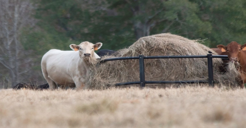 8-15-22 Tight hay supplies GettyImages-1190100717.jpg 8-15-22 Tight hay supplies GettyImages-1190100717.jpg
