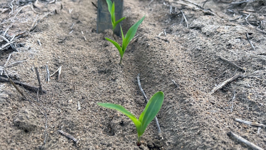 Corn emerges nine days after planting Feb. 20 in Georgia 2023.