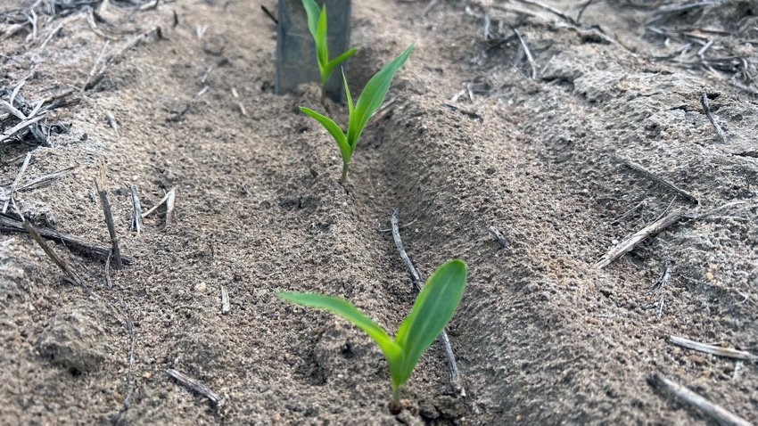 Corn emerges nine days after planting Feb. 20 in Georgia 2023. Corn emerges nine days after planting Feb. 20 in Georgia 2023.