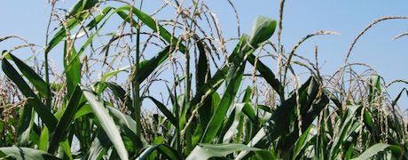 iowa_corn_improves_78_good_excellent_soybeans_are_74_1_635421743910192000.jpg