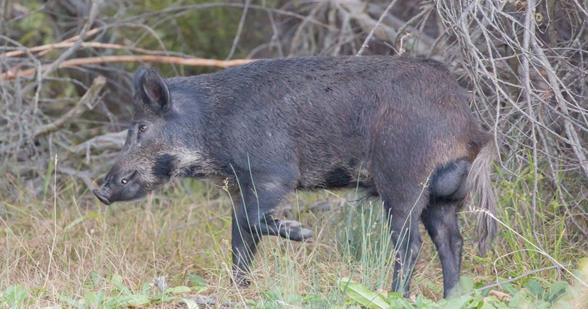Tasty but deadly bait for feral hogs could help curb numbers