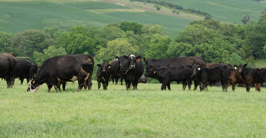 Heifers in field Heifers in field