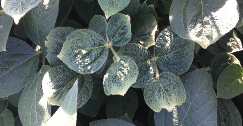 2,4-D micro-rate injury results in what Nebraska Extension weed scientist, Stevan Knezevic calls "bubbly leaves" 