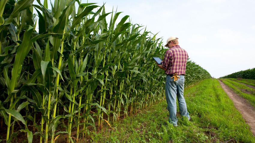  Farmer uses a tablet at the edge of a cornfield