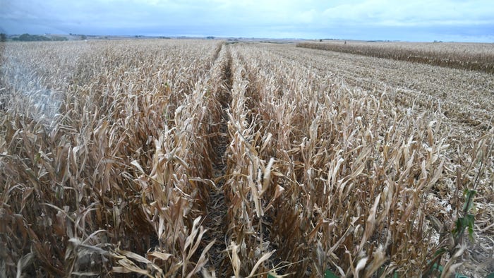 harvested cornfield 