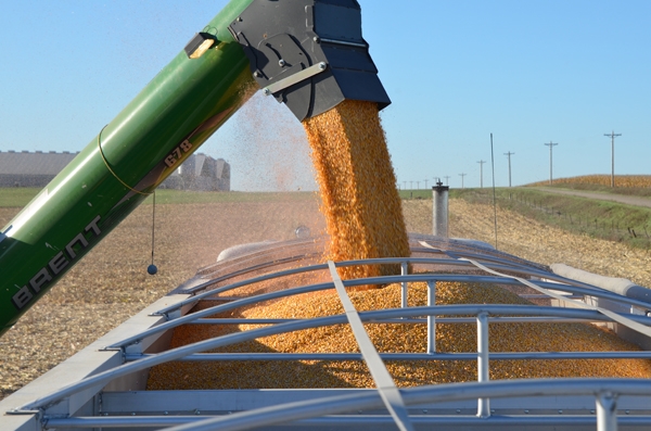 Green stems appear in soybeans again