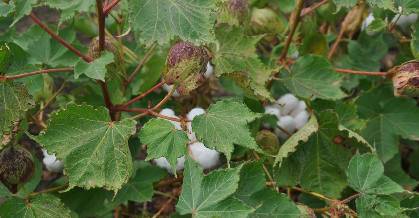 Closeup of cotton in field.