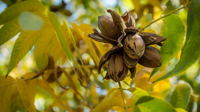 pecans pecans