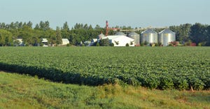 Soybeans grow on Red River Valley land