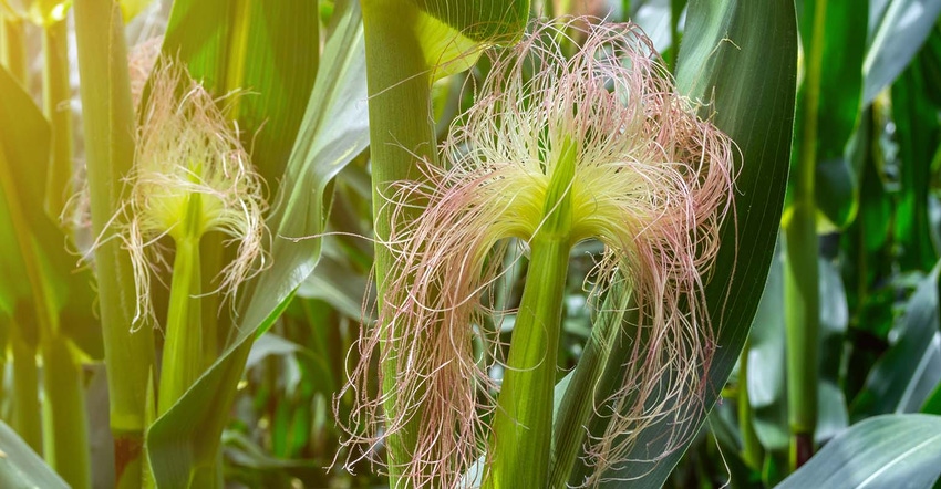 flower from the hair of corn, in the period of the formation of a roll with grain